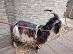 Dekbok landgeit te huur, Dieren en Toebehoren, Schapen, Geiten en Varkens, Mannelijk, Geit, 0 tot 2 jaar