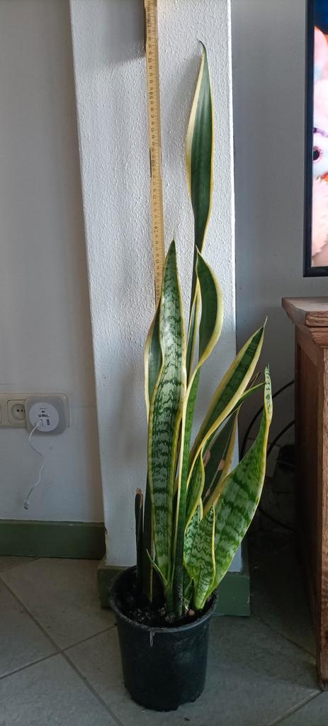 Sanseveria Vrouwentong - Sterke luchtzuiverende plant, Tuin en Terras, Planten | Tuinplanten, Vaste plant, Overige soorten, Halfschaduw