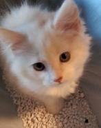 Maine Coon Kittens, Meerdere dieren, Ontwormd, 0 tot 2 jaar