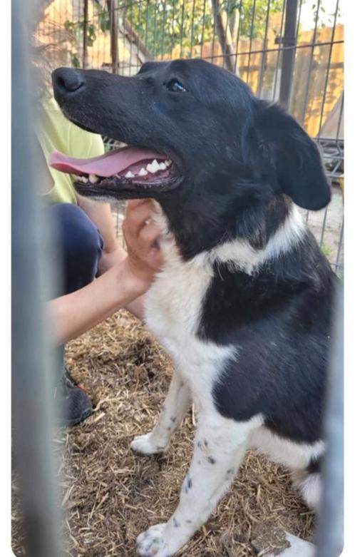 Reutjes Mil en Mo 10 maanden ter opvang of adoptie, Dieren en Toebehoren, Honden | Niet-rashonden, Middel, Reu, Particulier, Meerdere
