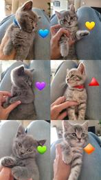 Britse korthaar kittens! 6 katertjes💙, Dieren en Toebehoren, Katten en Kittens | Raskatten | Korthaar, Kater