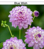 Dahlia knollen Blue wish, Ophalen of Verzenden