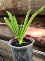 Agapanthus, Tuin en Terras, Zomer, Vaste plant, Ophalen of Verzenden, Overige soorten