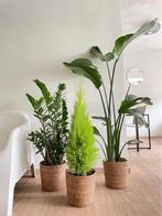 3 for 120 - Zamioculcas& Cupressus & Strelitzia Nicolai, Overige soorten, Minder dan 100 cm, Ophalen of Verzenden, Halfschaduw