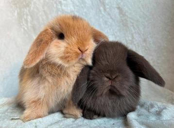 Zeer mooi lief handtam koppeltje raszuiver MINILOP broertjes beschikbaar voor biedingen