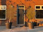 Olijfbomen te koop, Tuin en Terras, Planten | Bomen, Ophalen, In pot, Olijfboom, 100 tot 250 cm