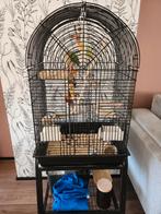 2 lieve dwergpapegaaitjes, met kooi, speelgoed en voer, Geslacht onbekend, Dwergpapegaai of Agapornis, Tam