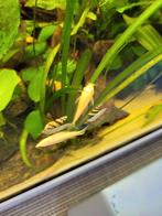 Helena slakken, Dieren en Toebehoren, Vissen | Aquariumvissen, Slak of Weekdier, Zoetwatervis, Schoolvis