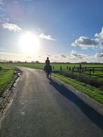 Bijrijder/verzorger aangeboden, Dieren en Toebehoren