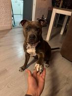 Amerikaanse bully 13 maanden oud, Dieren en Toebehoren, Honden | Bulldogs, Pinschers en Molossers, Overige rassen, 1 tot 2 jaar