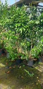 Restpartij Prunus Laurier 200cm haagplanten, Tuin en Terras, Ophalen of Verzenden, Laurier, 100 tot 250 cm