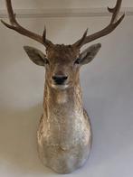 Opgezette kop damhert taxidermie, Verzamelen, Dierenverzamelingen, Ophalen, Zo goed als nieuw, Hert, Opgezet dier