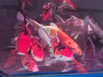 HQ Import koi mix - Ca. 30 / 35 cm - Koidream Valburg, Karper of Koi