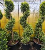 Twister spiraal conifeer, Tuin en Terras, In pot, Bloeit niet, Halfschaduw, 100 tot 250 cm
