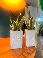 Sanseveria Vrouwentong - Sterke Kamerplant prijs per stuk., Huis en Inrichting, Kamerplanten, Overige soorten, Minder dan 100 cm