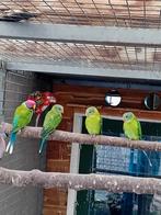 Te koop pruimkop parkieten, Dieren en Toebehoren, Vogels | Parkieten en Papegaaien