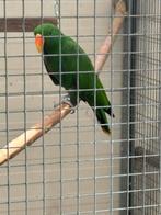 Bewezen koppel edel papegaaien nu op eieren, Dieren en Toebehoren, Vogels | Parkieten en Papegaaien, Meerdere dieren, Papegaai