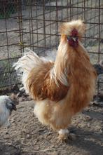 BROEDEIEREN ZIJDEHOENDER KIPPEN USA TYPE, Dieren en Toebehoren, Pluimvee, Geslacht onbekend, Kip