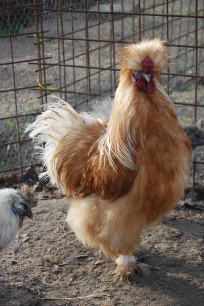 BROEDEIEREN ZIJDEHOENDER KIPPEN USA TYPE, Dieren en Toebehoren, Pluimvee, Kip, Geslacht onbekend