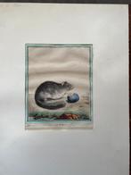 Buffon Le lior / Relmuis 18e eeuw, Antiek en Kunst, Ophalen of Verzenden