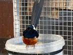 Koppel shamalijster, Dieren en Toebehoren, Meerdere dieren, Tropenvogel, Geringd