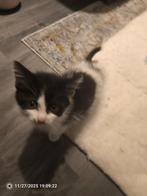 Kitten, Dieren en Toebehoren, Poes, Langharig, 0 tot 2 jaar