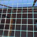 Goulds, Dieren en Toebehoren, Vogels | Overige Vogels, Mannelijk