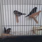 Japanse meeuwtjes, Dieren en Toebehoren, Vogels | Kanaries, Meerdere dieren, Kleurkanarie