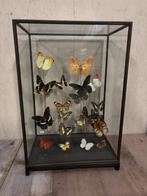 XXL vitrine met diverse opgezette vlinders!, Verzamelen, Dierenverzamelingen, Ophalen, Nieuw, Insect, Opgezet dier