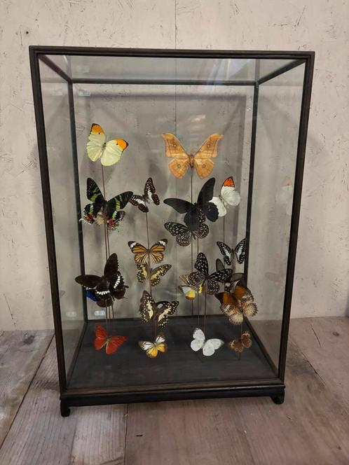 XXL vitrine met diverse opgezette vlinders!, Verzamelen, Dierenverzamelingen, Nieuw, Opgezet dier, Insect, Ophalen
