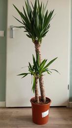 Yucca Elephantipes - Nieuw!, 100 tot 150 cm, Yucca, Groene kamerplant, Halfschaduw