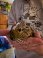 GRATIS DEGOE, Januari, Mannelijk, Overige typen