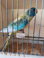 Splendid aqua blauw violet opaline ef gezoomd 25, Dieren en Toebehoren, Vogels | Parkieten en Papegaaien, Vrouwelijk, Parkiet