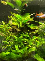 Microsorum Pteropus Javavaren, Dieren en Toebehoren, Ophalen