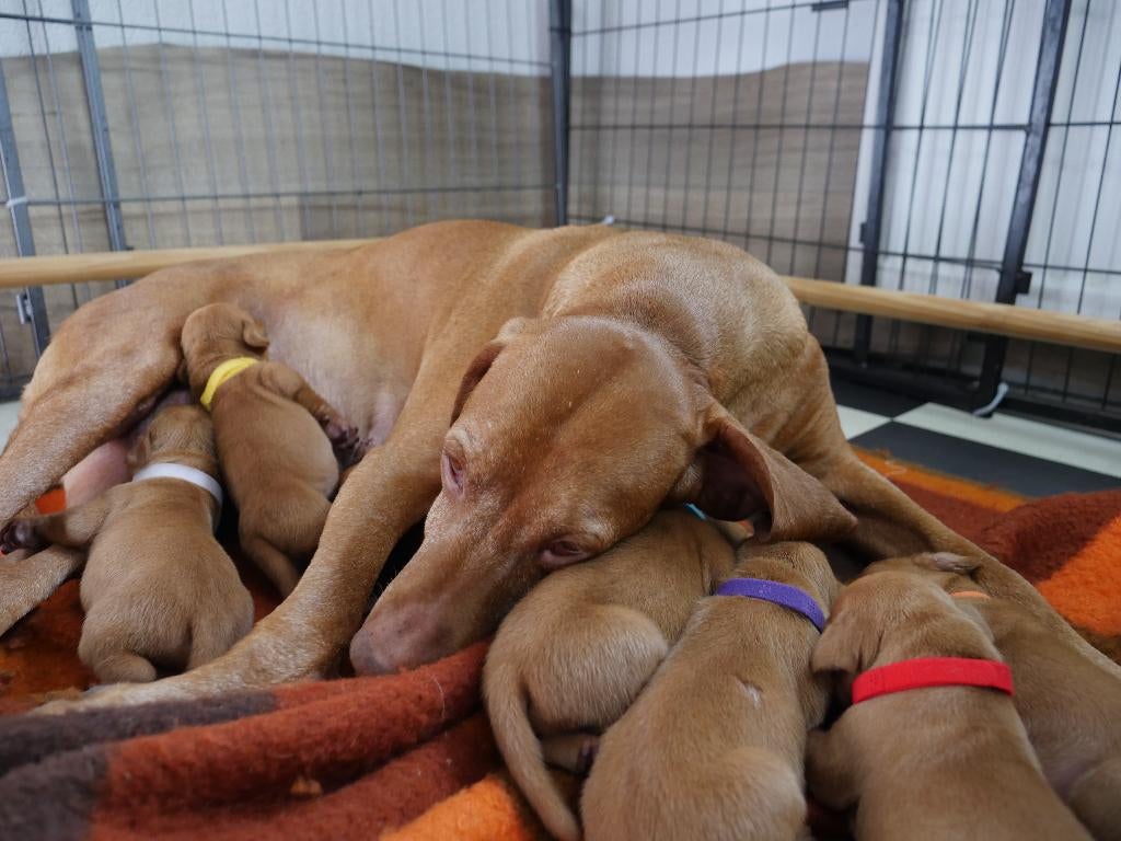 te koop vizsla pups .Met fci stamboom en koopgarantie ., Dieren en Toebehoren, Honden | Setters en Staande honden, Parvo, Overige rassen