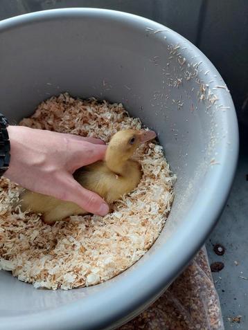 3 loopeenden loopeendjes eenden beschikbaar voor biedingen
