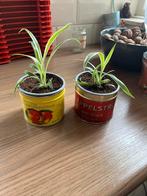 Graslelie, Ophalen, Halfschaduw, Minder dan 100 cm