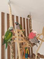 Rose kaketoe , derbyan perkiet, roze borstbaard parkiet, Dieren en Toebehoren, Meerdere dieren, Papegaai, Pratend