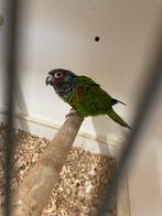 Te koop Pyrrura Emma, Vrouwelijk, Parkiet, Geringd