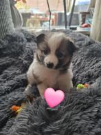 Keeshond/pomsky  pup nog 1 beschikbaar teefje, Dieren en Toebehoren, Overige rassen, 8 tot 15 weken, Teef, Eén hond