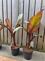 Bananenplant Ensete Maurelli, nu met korting!, Volle zon, Minder dan 100 cm, Zomer, Overige soorten