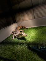 brilkaaiman, Dieren en Toebehoren, Reptielen en Amfibieën