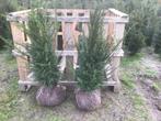 Mooie taxus tot 250 cm, Tuin en Terras, Ophalen, Steen, Minder dan 30 cm, Rond
