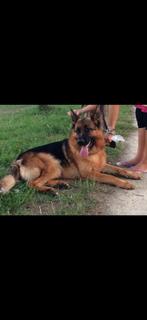 Liefdevolle Duitse Herder (13 jaar), Dieren en Toebehoren, Honden | Herdershonden en Veedrijvers, 6 jaar of ouder, Reu, CDV (hondenziekte)