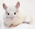 3 chinchilla mannetjes, Dieren en Toebehoren, Knaagdieren, Mei, Mannelijk, Chinchilla