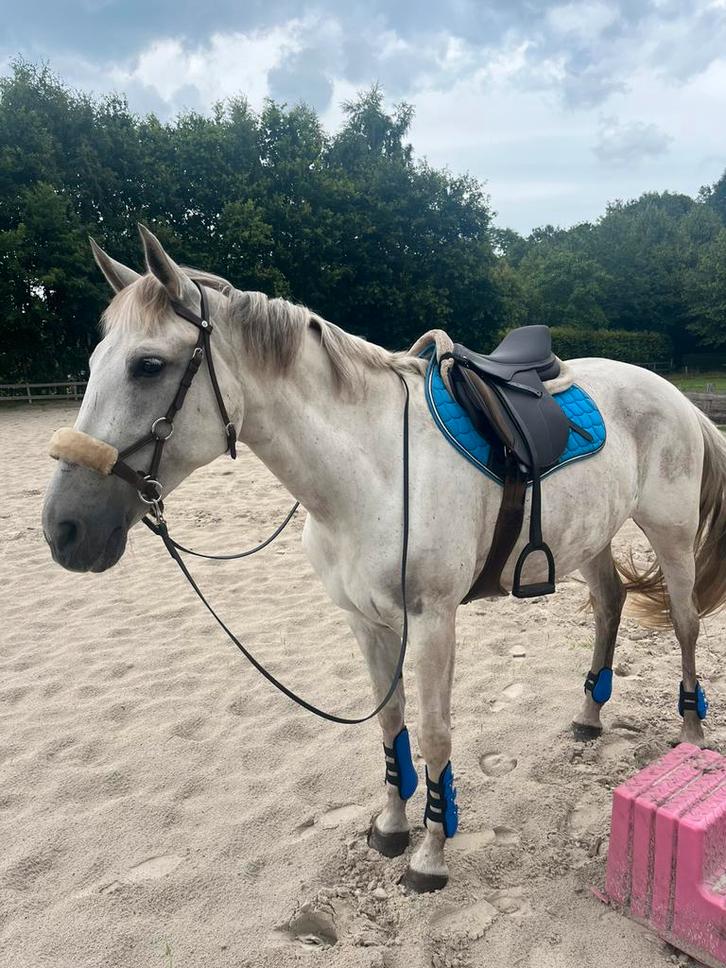 Mooie en lieve Cruzado merrie zoekt een nieuw, fijn huis!, Dieren en Toebehoren, Paarden, Merrie, Niet van toepassing, 160 tot 165 cm