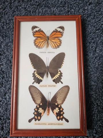 Vintage vlinderlijst met 3 vlinders beschikbaar voor biedingen