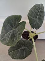 Alocasia maharani knolletjes, Ophalen, Overige soorten, Minder dan 100 cm