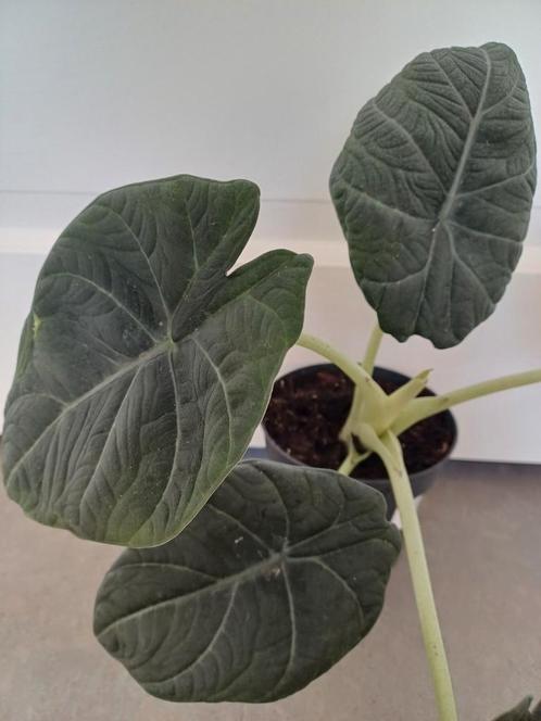 Alocasia maharani knolletjes, Huis en Inrichting, Kamerplanten, Overige soorten, Minder dan 100 cm, Ophalen