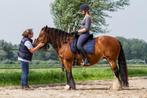 Paardrijlessen/coaching (kleinschalig met privé paarden), Gedragstraining